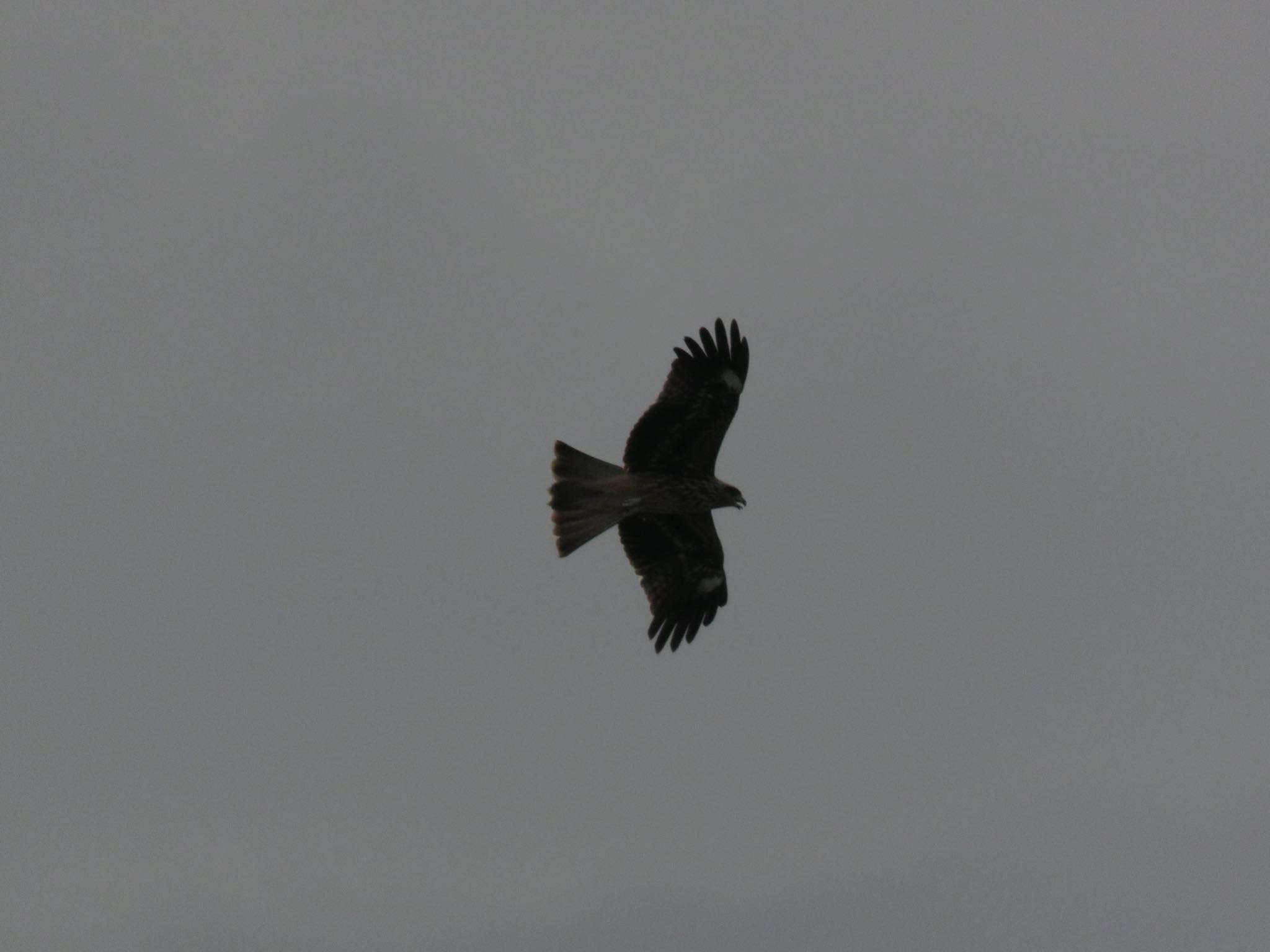 Photo of Black Kite at Terugasaki Beach by ぶりだいこん546