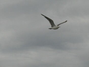 Black-headed Gull Terugasaki Beach Sun, 8/8/2021