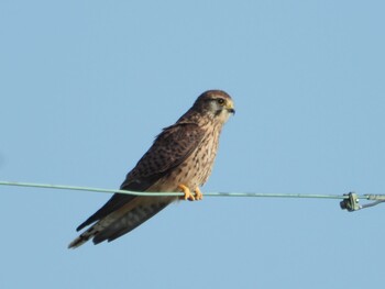 Common Kestrel 稲美町加古 Sat, 10/2/2021