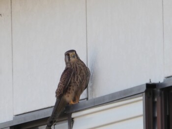 Common Kestrel 稲美町加古 Sat, 10/2/2021