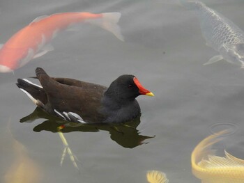 Common Moorhen 円明園(北京) Sat, 10/2/2021