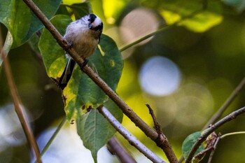 Sat, 10/2/2021 Birding report at 小山内裏公園