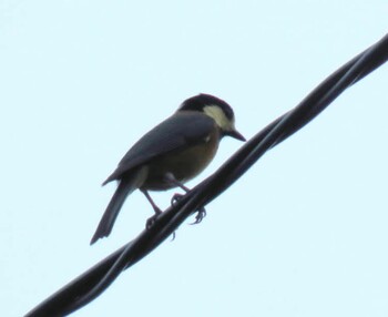 Varied Tit 夫婦池公園 Sun, 9/5/2021