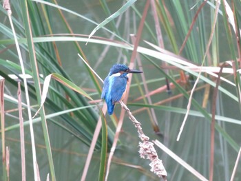 2021年9月5日(日) 夫婦池公園の野鳥観察記録