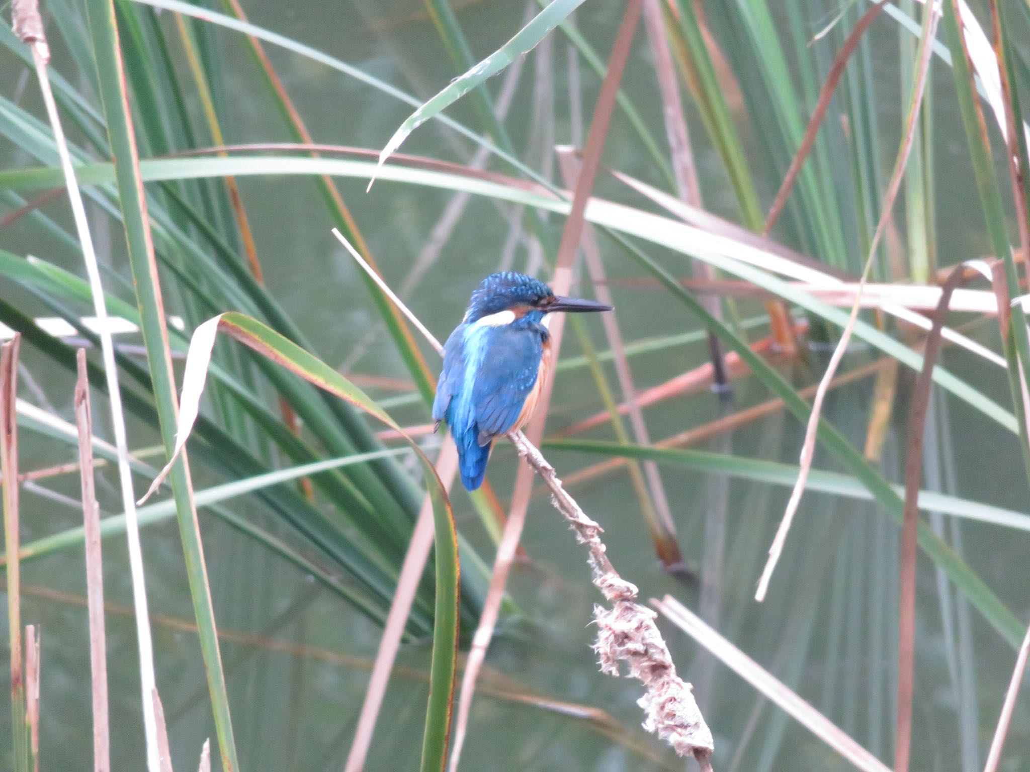 Photo of Common Kingfisher at 夫婦池公園 by ぶりだいこん546