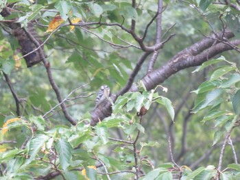 Japanese Pygmy Woodpecker 夫婦池公園 Sun, 9/5/2021