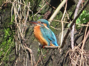 Sat, 10/2/2021 Birding report at 泉の森公園