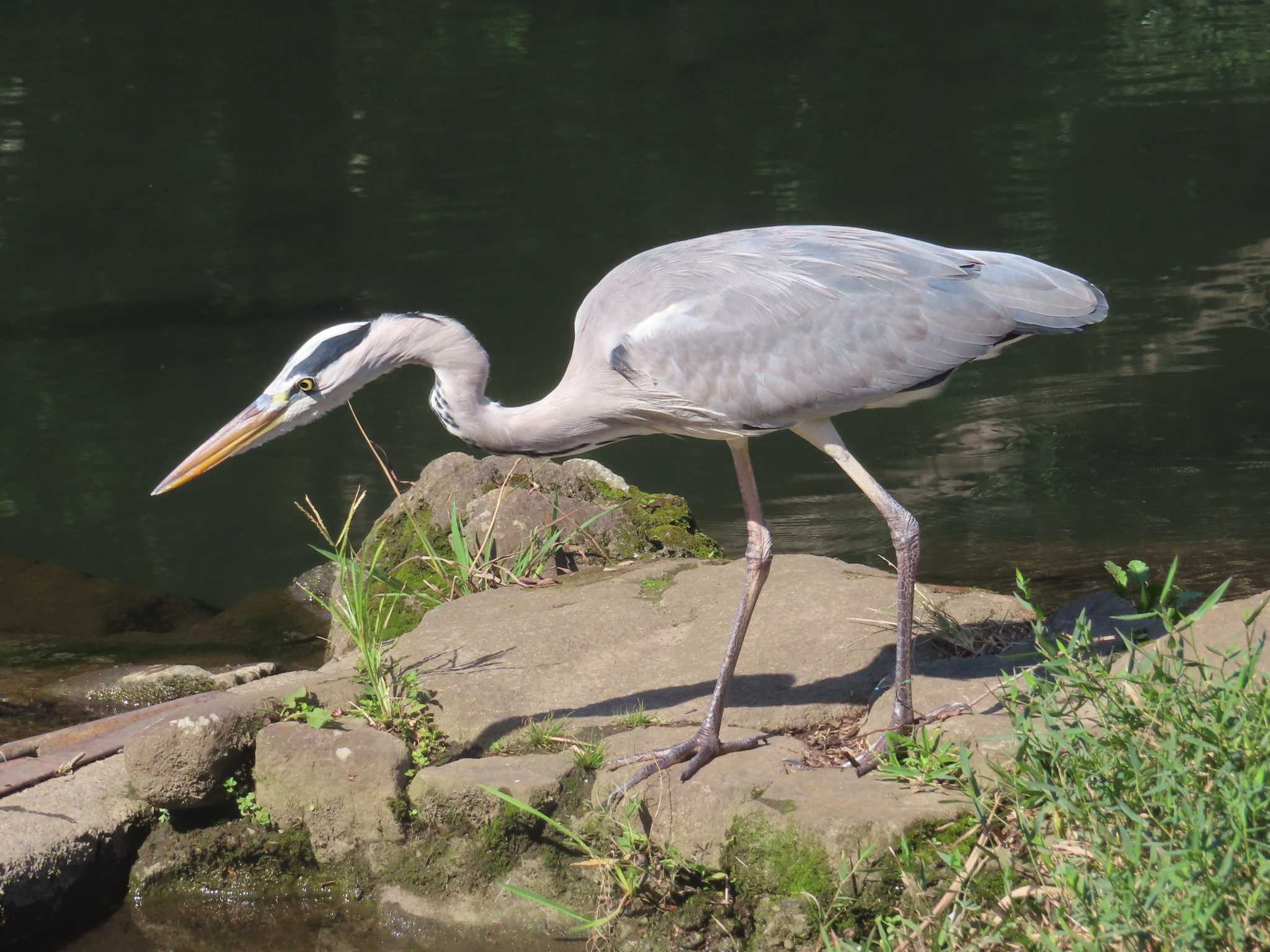 泉の森公園 アオサギの写真 by ゆ