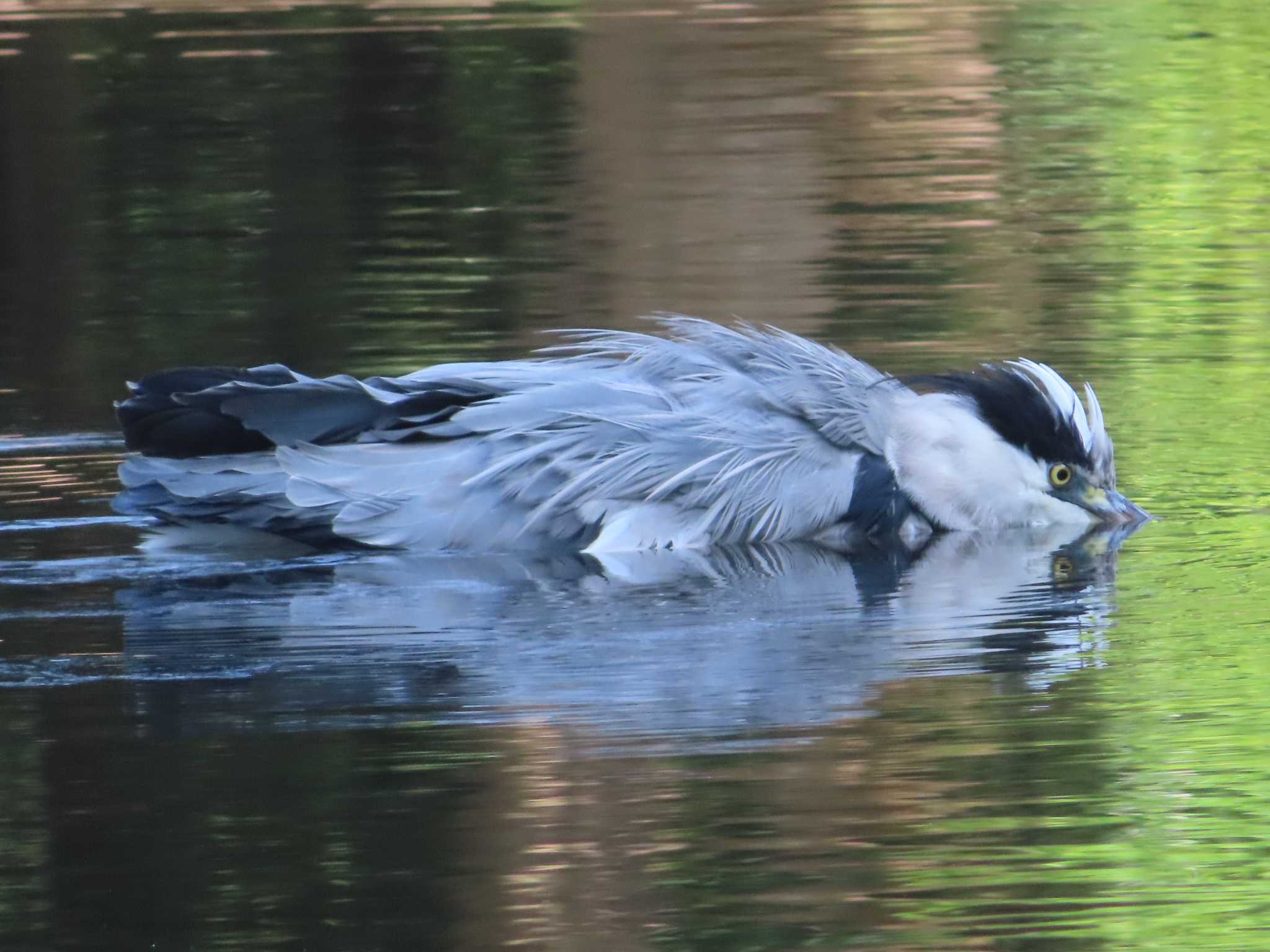 泉の森公園 アオサギの写真 by ゆ