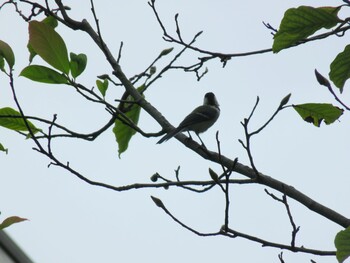 Japanese Tit 等々力緑地 Sun, 9/19/2021