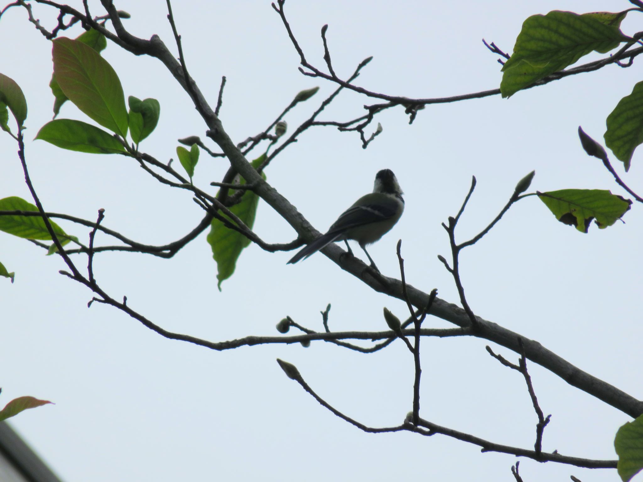 Japanese Tit