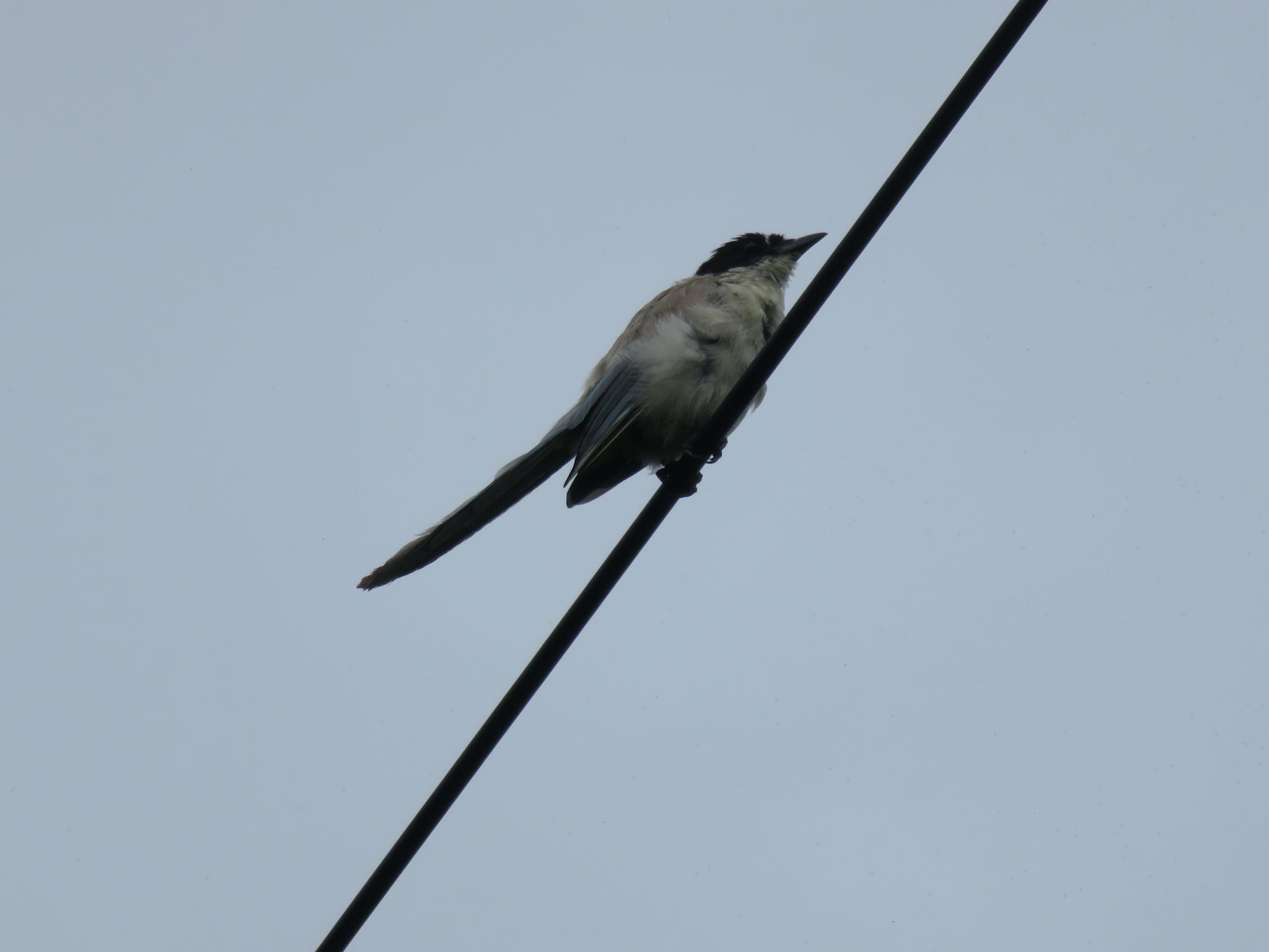 Azure-winged Magpie