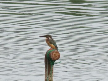 Common Kingfisher 等々力緑地 Sun, 9/19/2021