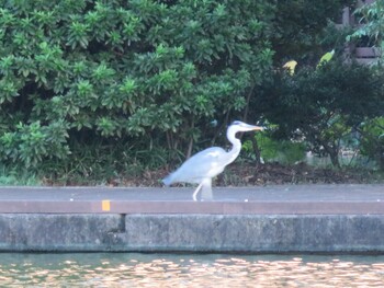 Grey Heron 等々力緑地 Sun, 9/19/2021