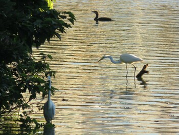 Great Egret 等々力緑地 Sun, 9/19/2021