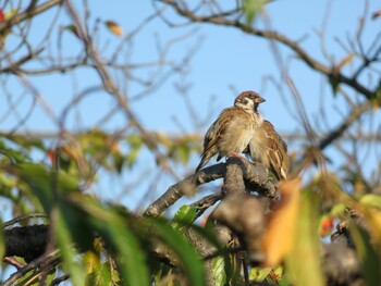 Eurasian Tree Sparrow 等々力緑地 Sun, 9/19/2021