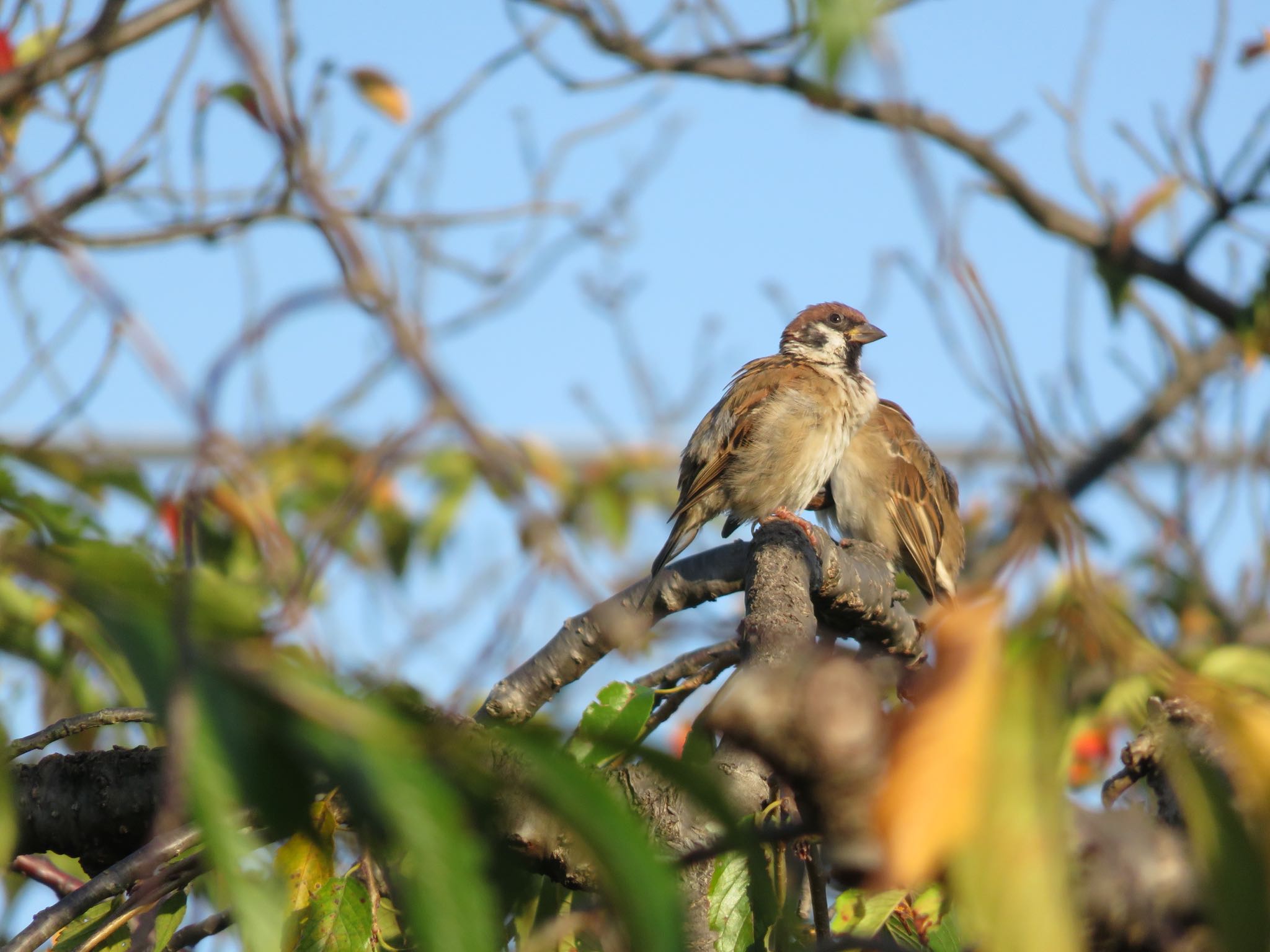 Eurasian Tree Sparrow