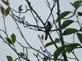 Japanese Tit 等々力緑地 Sun, 9/19/2021