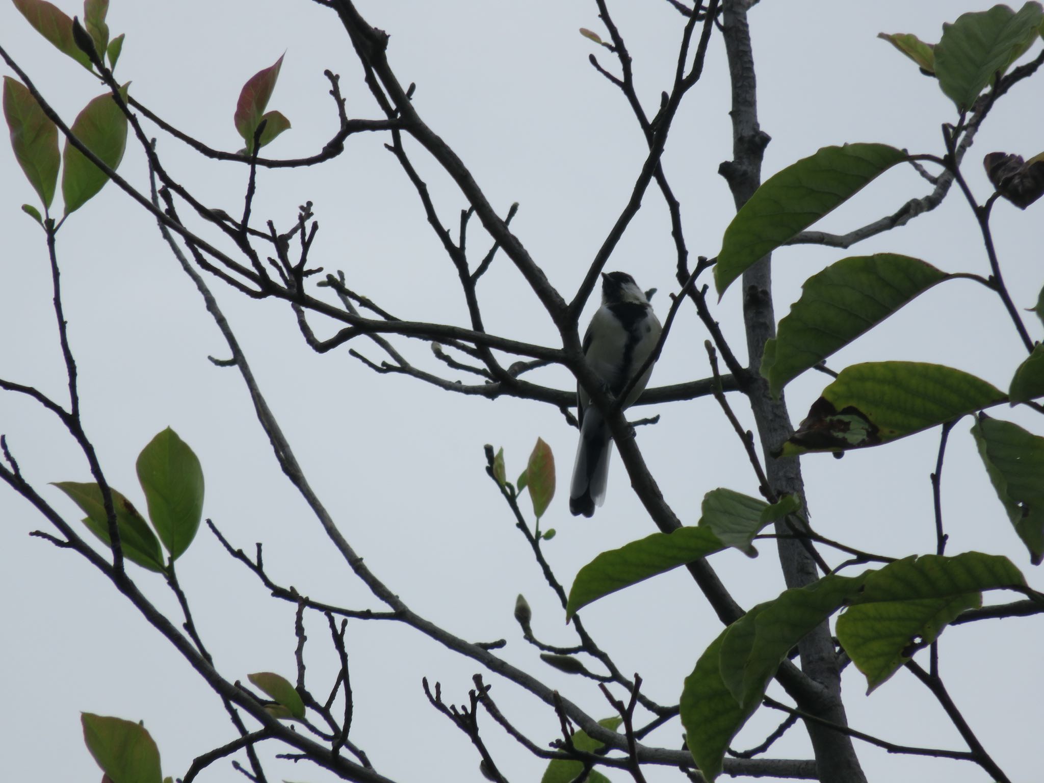 Japanese Tit