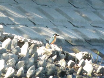 Common Kingfisher 等々力緑地 Sun, 9/19/2021