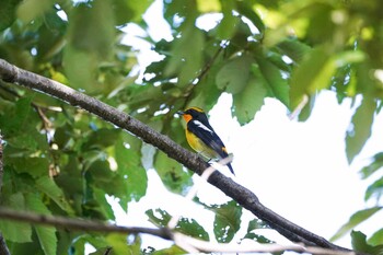 キビタキ 舎人公園 2021年10月2日(土)