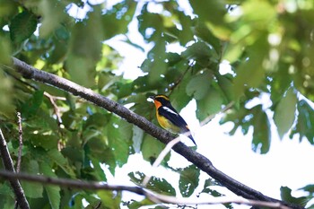 キビタキ 舎人公園 2021年10月2日(土)