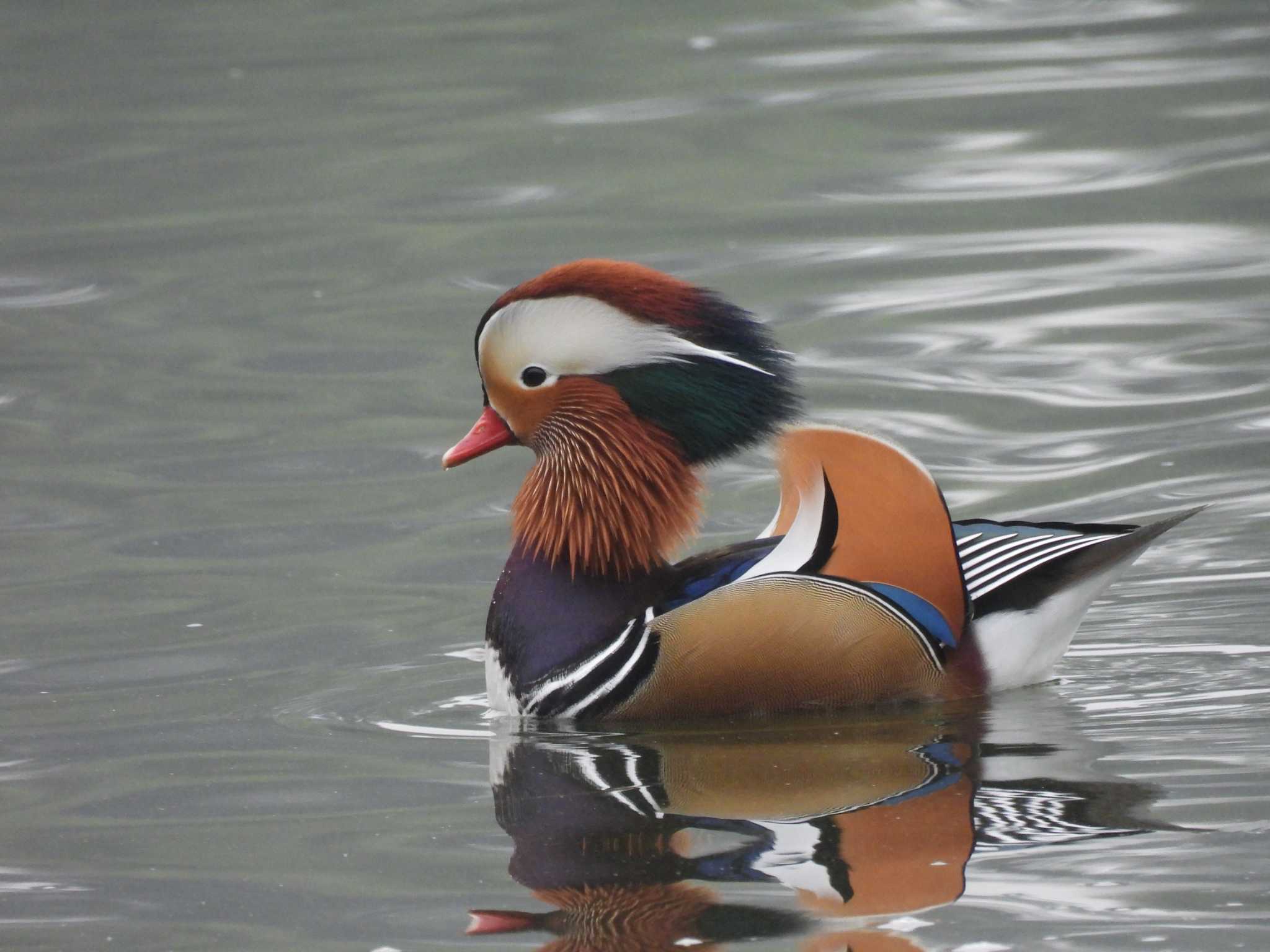 Mandarin Duck