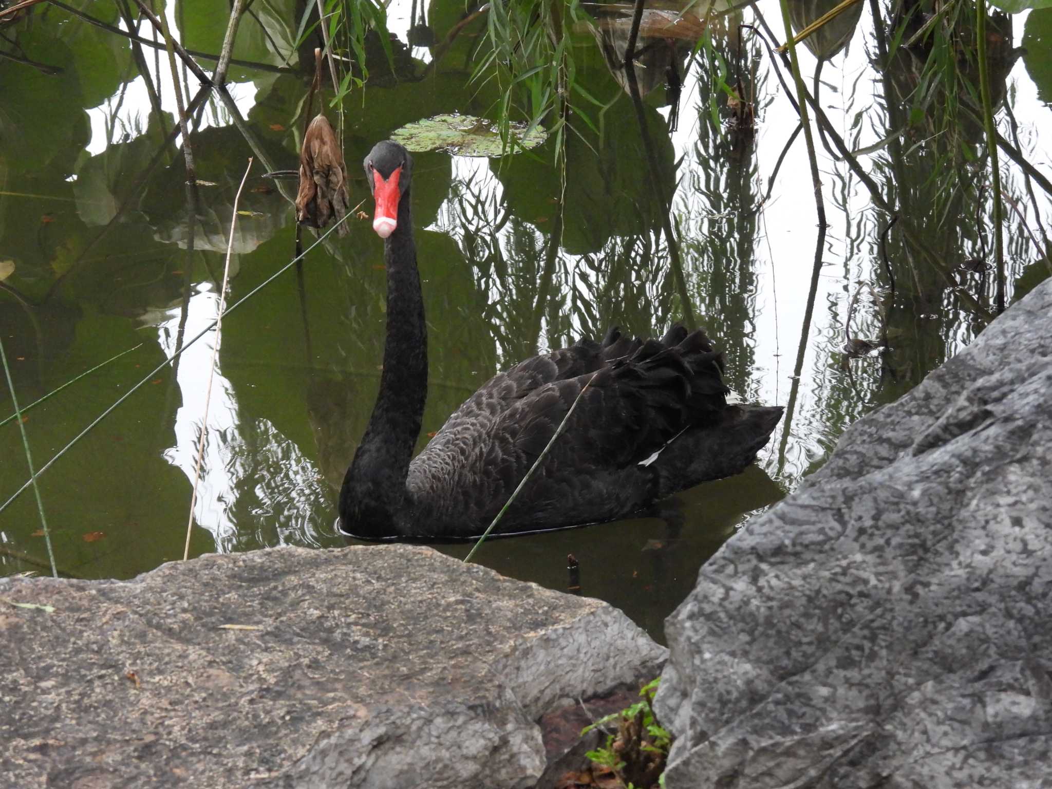 Black Swan