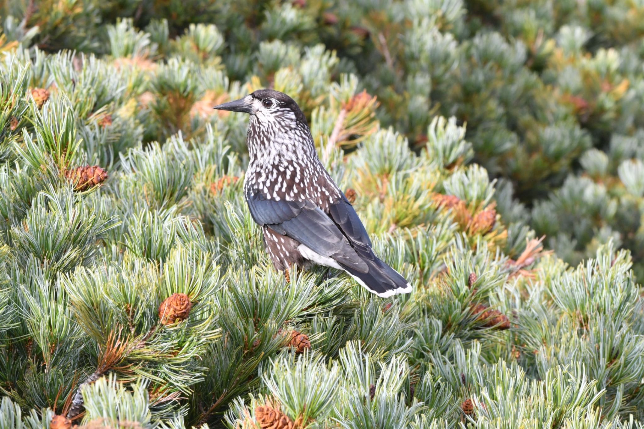 Spotted Nutcracker