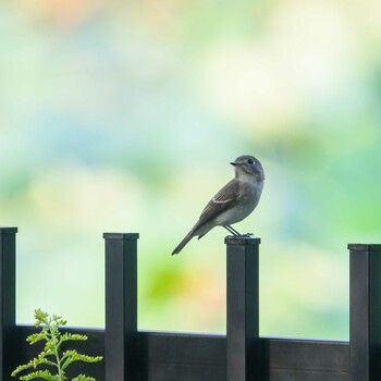 Asian Brown Flycatcher Hattori Ryokuchi Park Sat, 10/2/2021