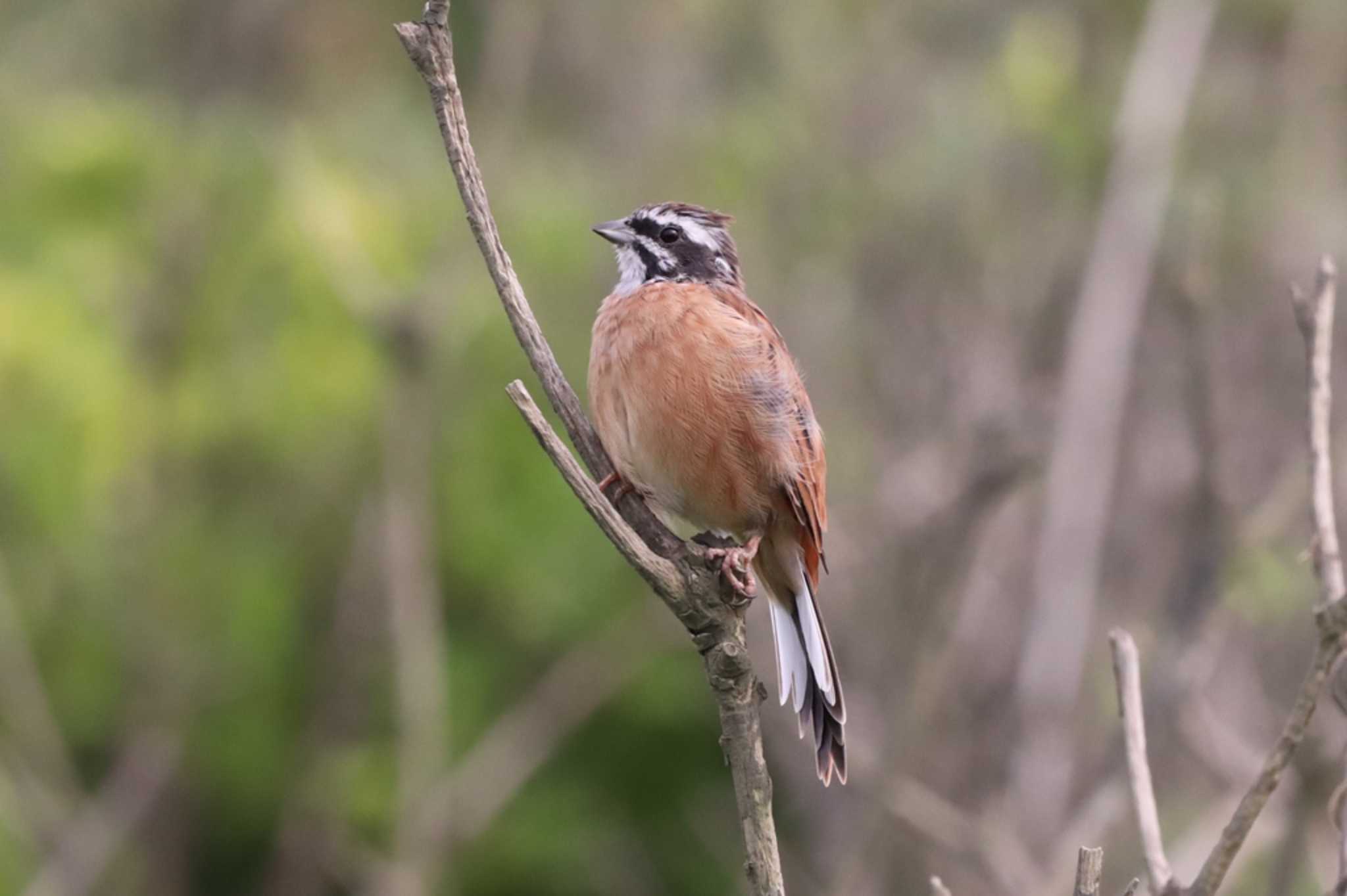 Photo of Meadow Bunting at 平塚市 by アカウント7291