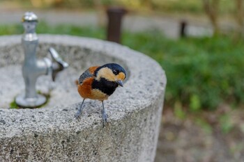 Varied Tit Meiji Jingu(Meiji Shrine) Sat, 10/2/2021