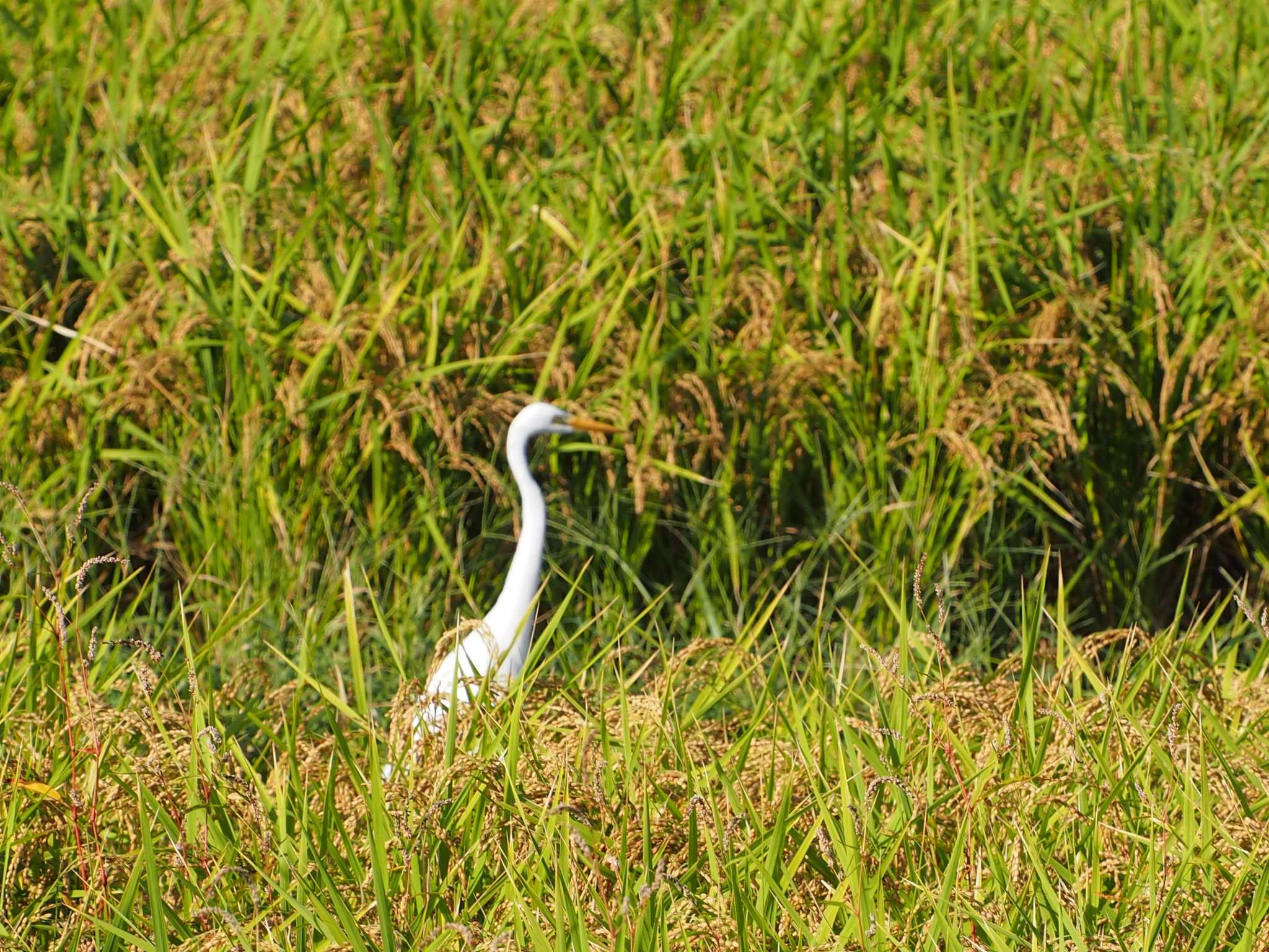 Photo of Medium Egret at 境川遊水地公園 by 塩昆布長