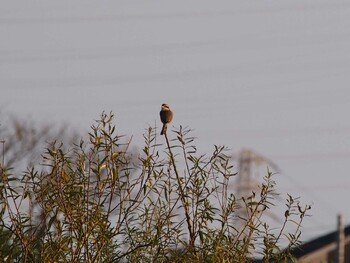 Bull-headed Shrike 境川遊水地公園 Sat, 10/2/2021