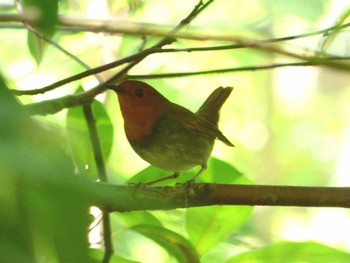 Japanese Robin Shinjuku Gyoen National Garden Thu, 4/20/2017