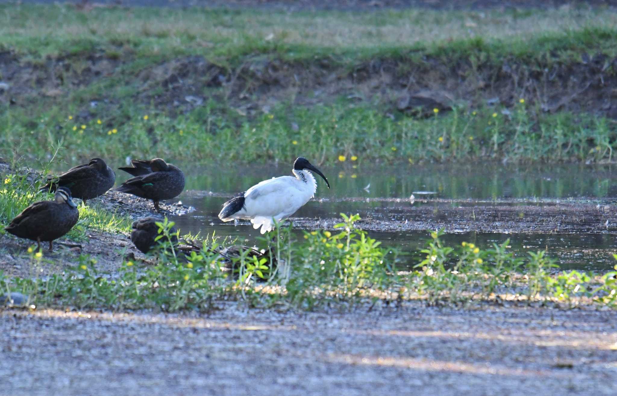 Australian White Ibis