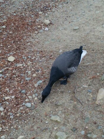 コクガン 昆陽池公園 2015年1月21日(水)