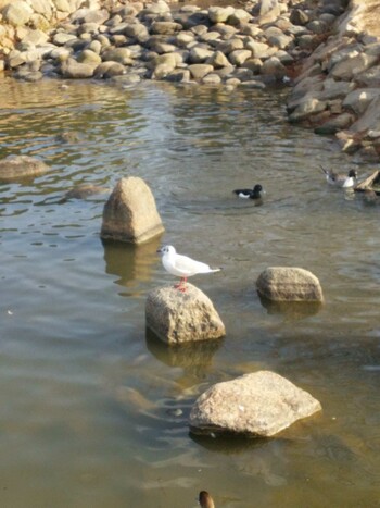 ユリカモメ 昆陽池公園 2015年2月4日(水)