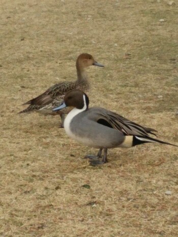 オナガガモ 昆陽池公園 2015年1月21日(水)