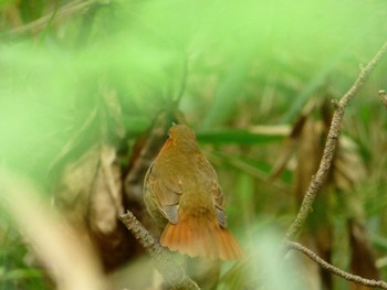 Japanese Robin Shinjuku Gyoen National Garden Fri, 4/21/2017