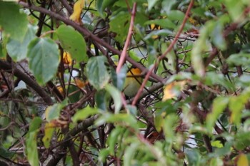 2021年9月25日(土) 十里木高原の野鳥観察記録