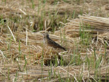 Sat, 9/25/2021 Birding report at 浮島ヶ原自然公園