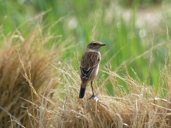 Sat, 10/2/2021 Birding report at 浮島ヶ原自然公園