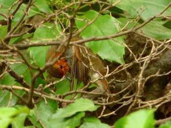 Japanese Robin Shinjuku Gyoen National Garden Fri, 4/21/2017