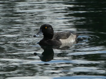 Sat, 10/2/2021 Birding report at 中郷温水池(三島市)