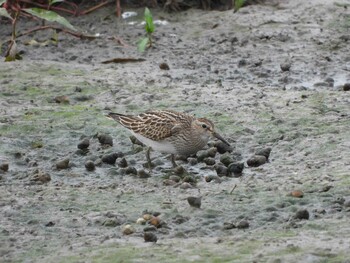 Tue, 9/28/2021 Birding report at 稲美町