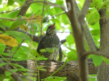 2021年10月2日(土) 服部緑地の野鳥観察記録