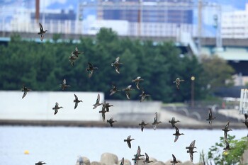 コガモ 甲子園浜(兵庫県西宮市) 2021年9月26日(日)