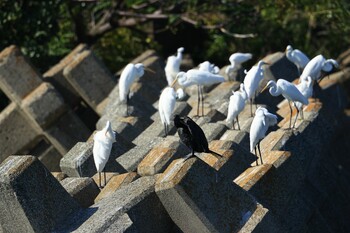 ウミウ 甲子園浜(兵庫県西宮市) 2021年9月25日(土)