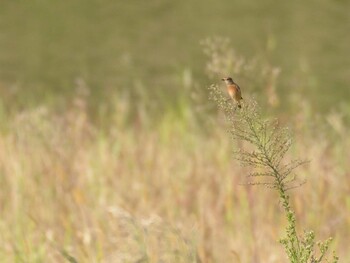 Amur Stonechat Tokyo Port Wild Bird Park Sat, 10/2/2021